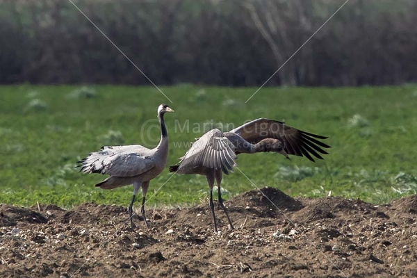 Klikni za ogled večje slike