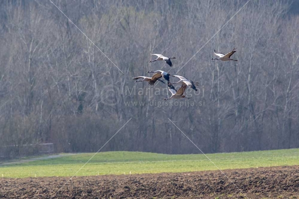 Klikni za ogled večje slike