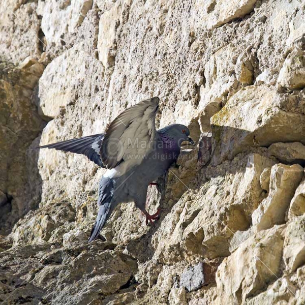 Klikni za ogled večje slike