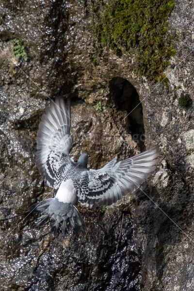 Klikni za ogled večje slike