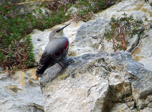 Klikni za ogled večje slike