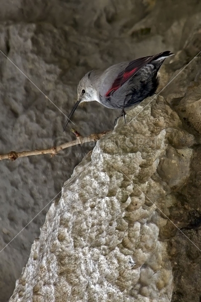 Klikni za ogled večje slike