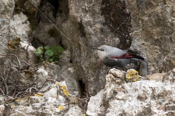 Klikni za ogled večje slike