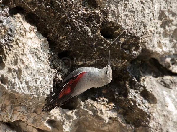 Klikni za ogled večje slike
