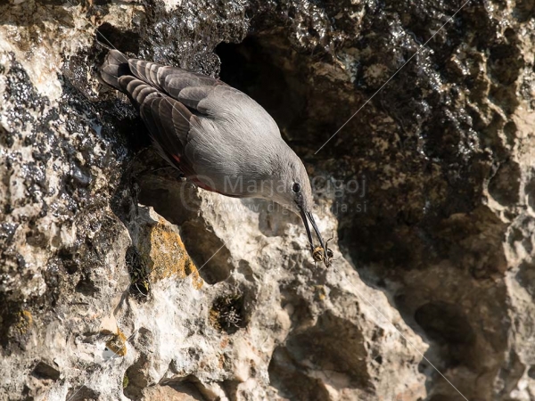 Klikni za ogled večje slike