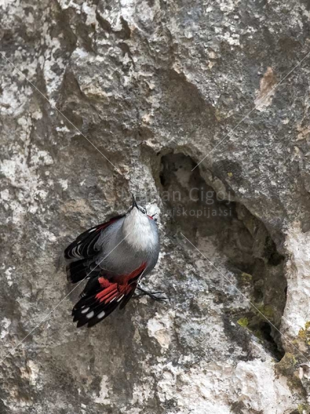 Klikni za ogled večje slike