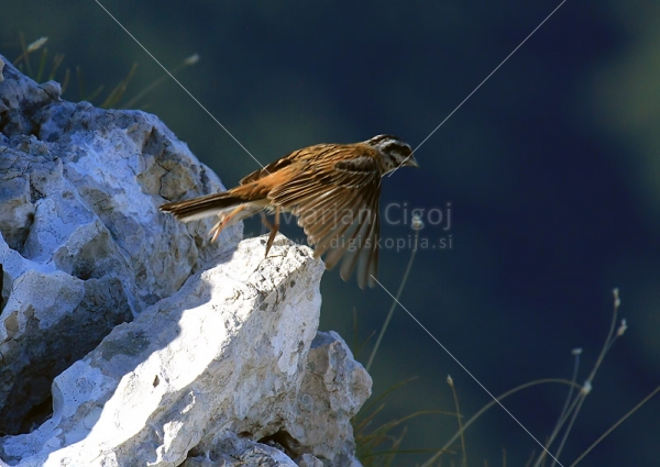 Klikni za ogled večje slike