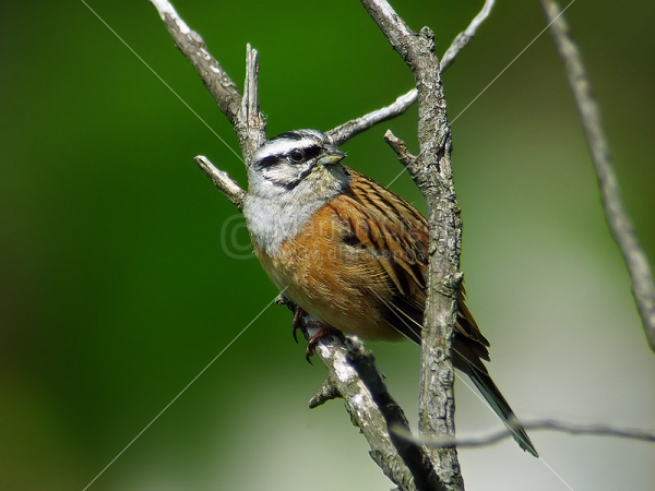 Klikni za ogled večje slike
