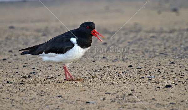 Klikni za ogled večje slike