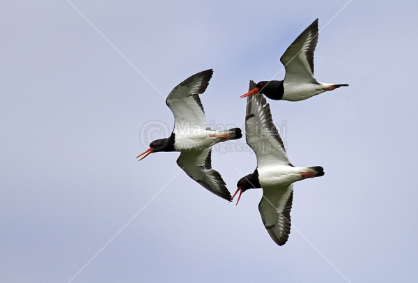 Klikni za ogled večje slike