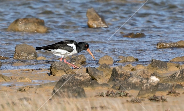 Klikni za ogled večje slike