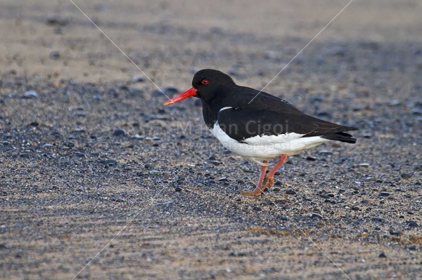Klikni za ogled večje slike