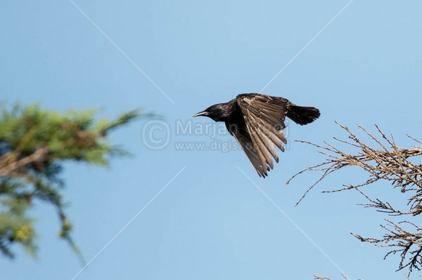 Klikni za ogled večje slike