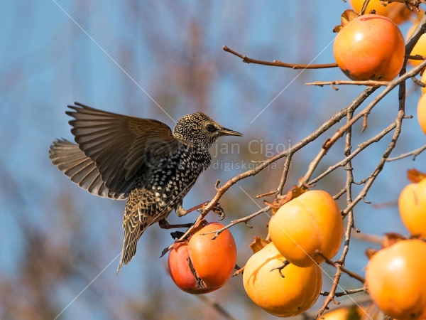 Klikni za ogled večje slike