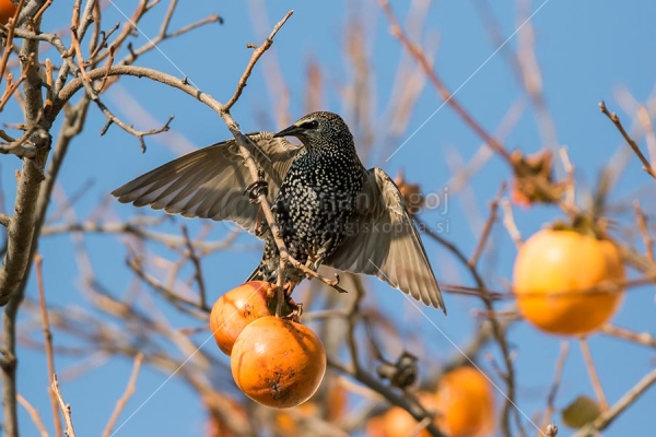 Klikni za ogled večje slike