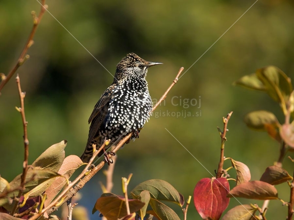 Klikni za ogled večje slike