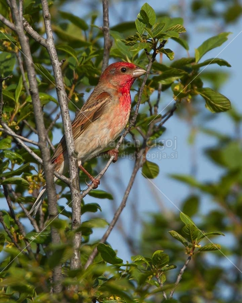 Klikni za ogled večje slike