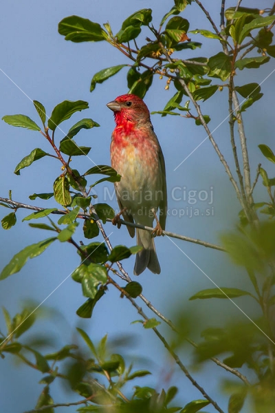 Klikni za ogled večje slike