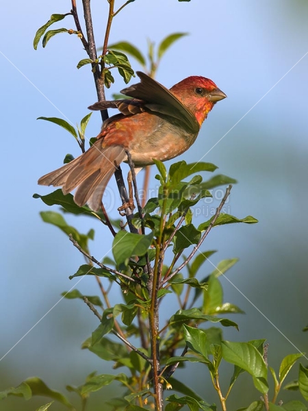 Klikni za ogled večje slike