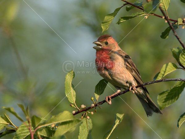Klikni za ogled večje slike