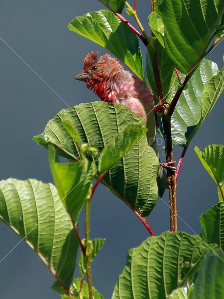 Klikni za ogled večje slike