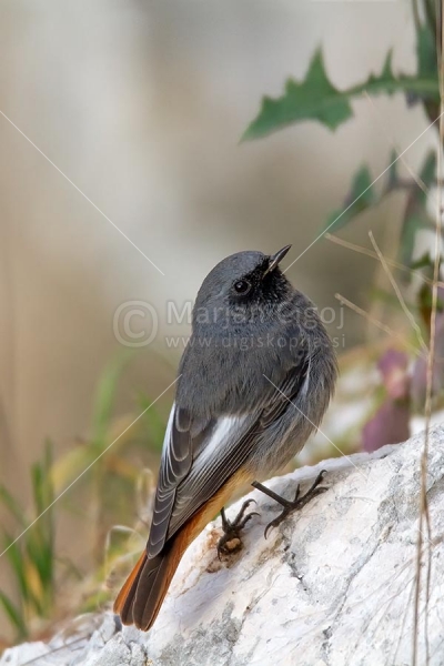 Klikni za ogled večje slike