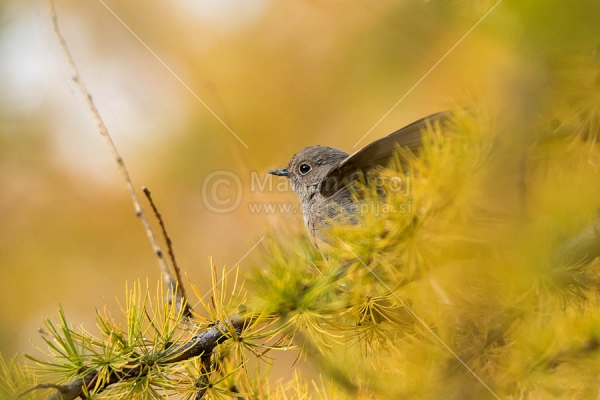 Klikni za ogled večje slike