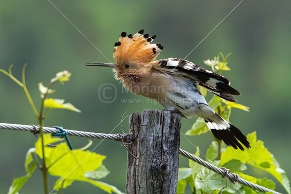 Klikni za ogled večje slike