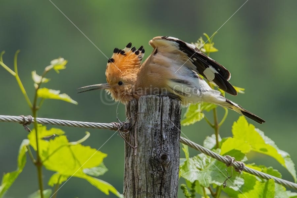 Klikni za ogled večje slike