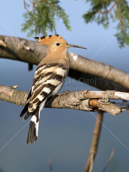 Klikni za ogled večje slike