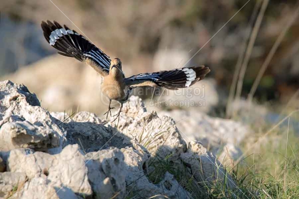 Klikni za ogled večje slike