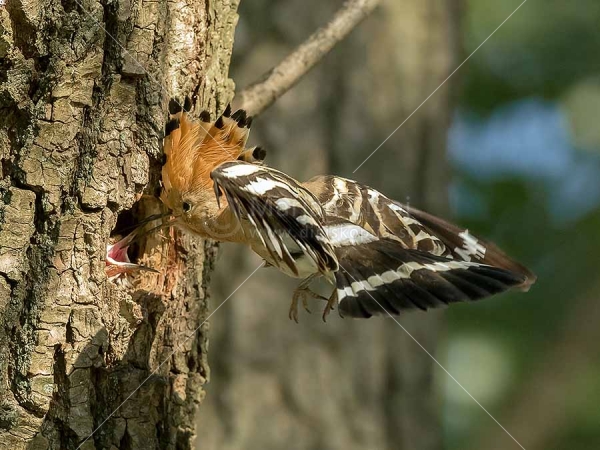 Klikni za ogled večje slike