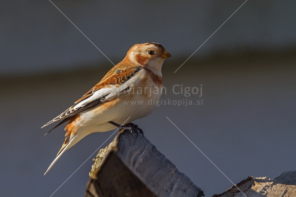 Klikni za ogled večje slike
