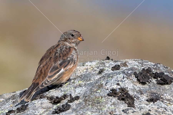 Klikni za ogled večje slike