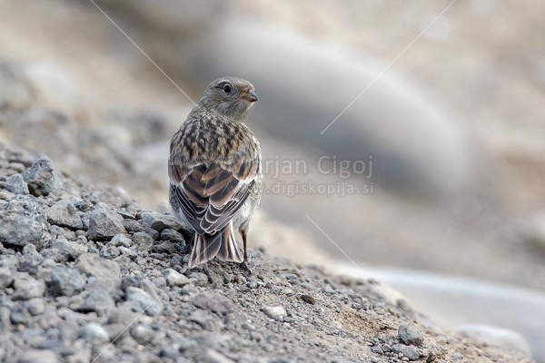 Klikni za ogled večje slike