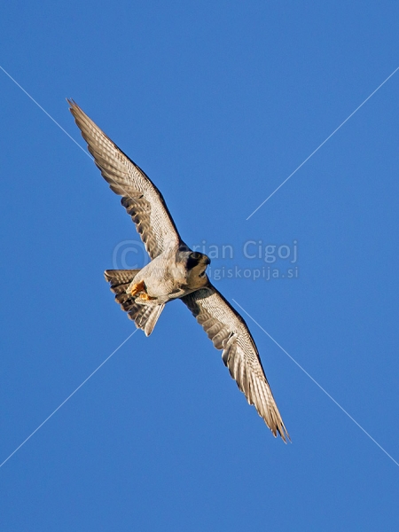 Klikni za ogled večje slike