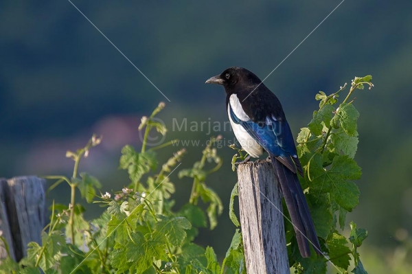 Klikni za ogled večje slike
