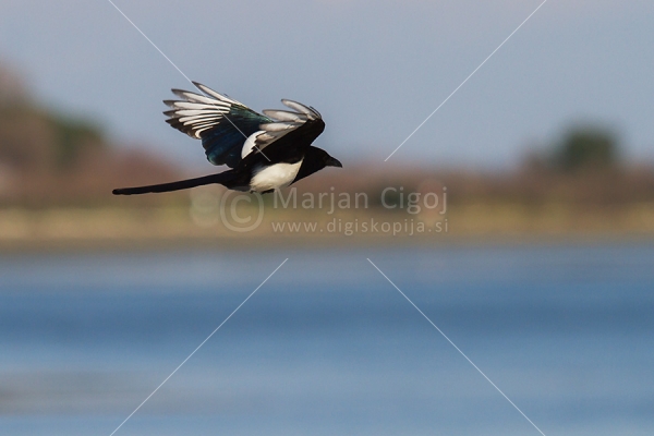 Klikni za ogled večje slike