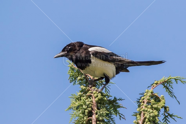 Klikni za ogled večje slike