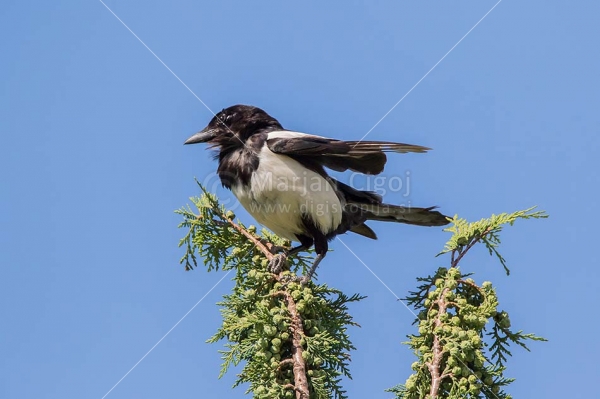 Klikni za ogled večje slike