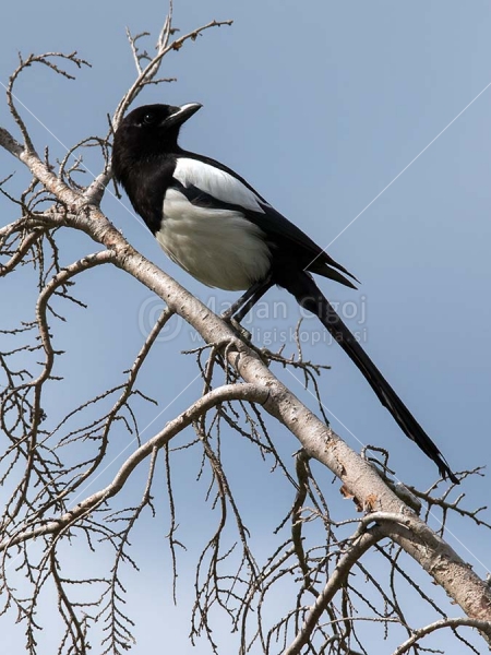 Klikni za ogled večje slike