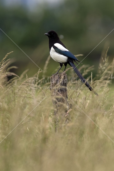 Klikni za ogled večje slike