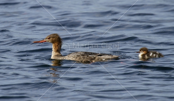 Klikni za ogled večje slike