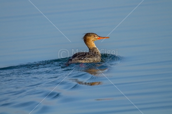 Klikni za ogled večje slike