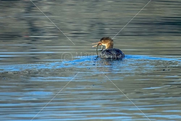 Klikni za ogled večje slike