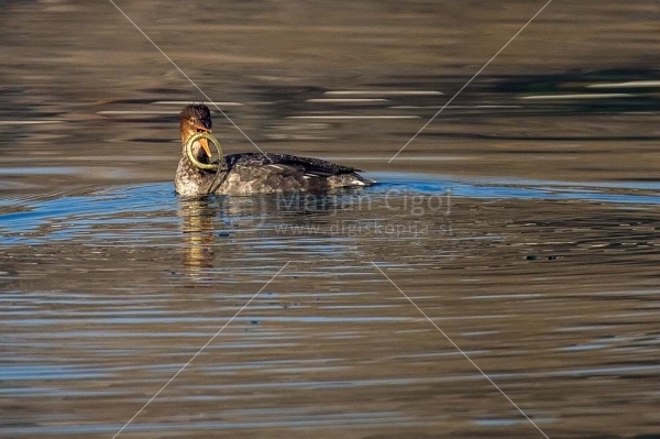 Klikni za ogled večje slike