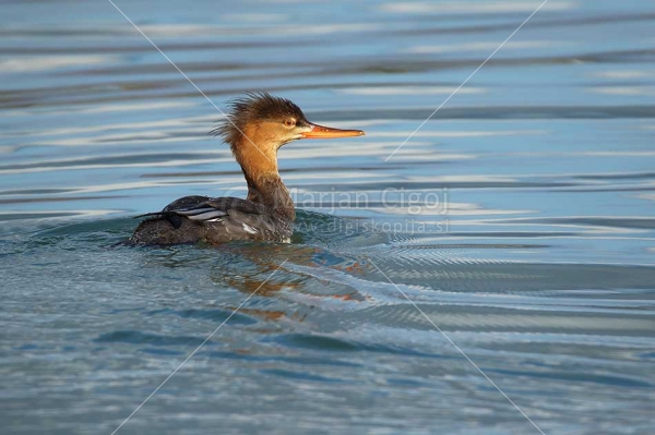 Klikni za ogled večje slike