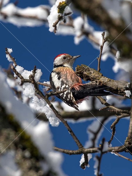 Klikni za ogled večje slike