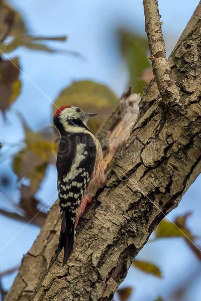 Klikni za ogled večje slike