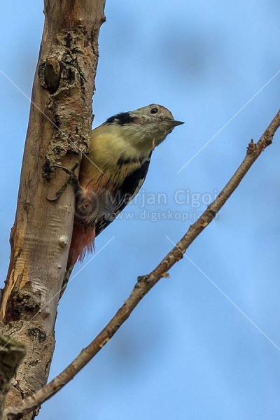 Klikni za ogled večje slike